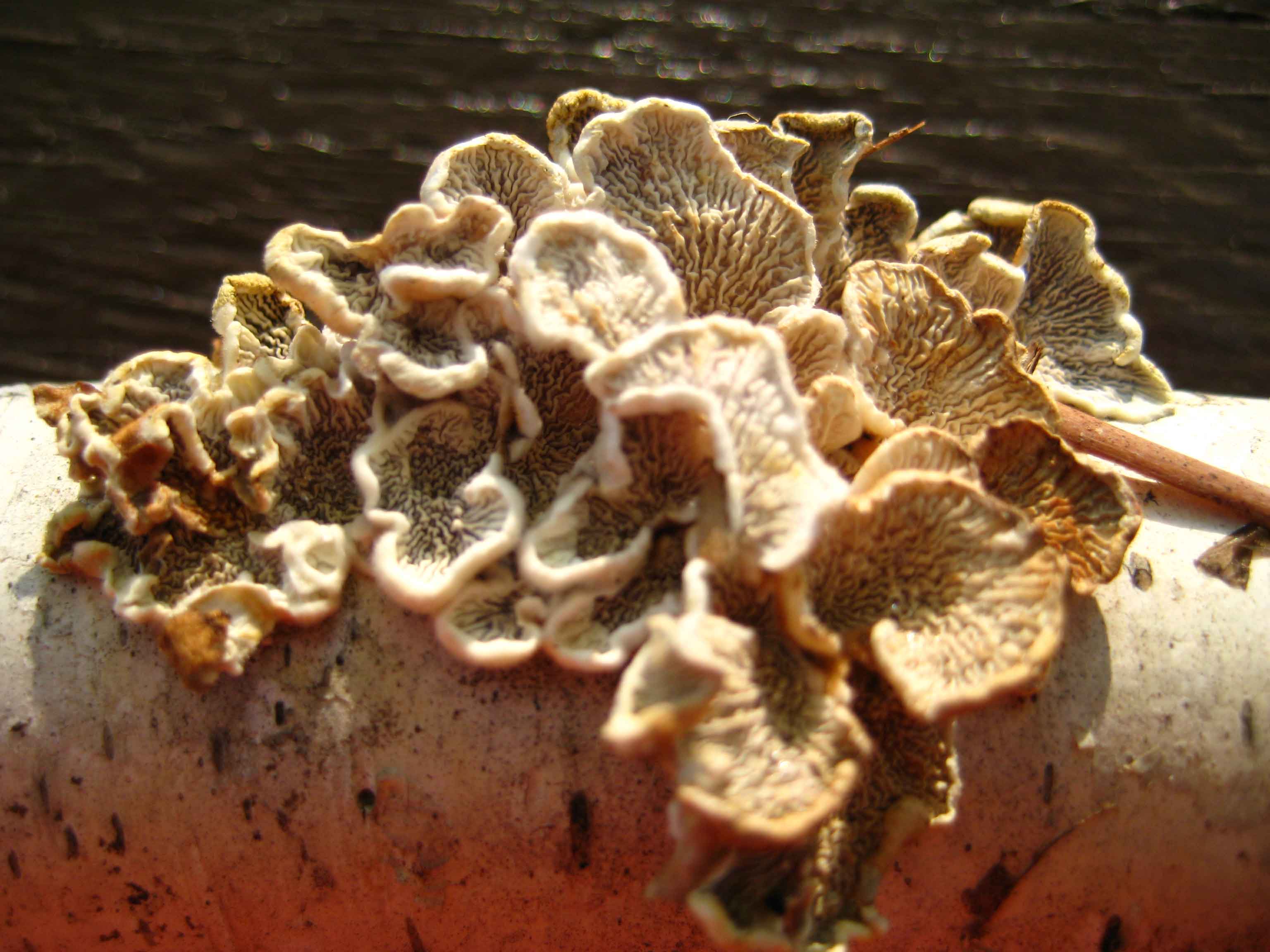 Mushroom on Birch Bark - Linda Williams Fine Art